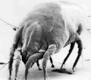 dustmite17kb.jpg