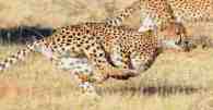 Cheetah10k.jpg